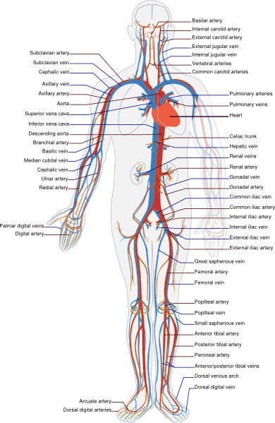 diagram of circulatory system for kids. Circulatory System En