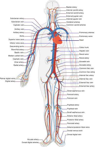 circulatory system for kids diagram. Circulatory System En