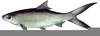 Clipart Salmon Image