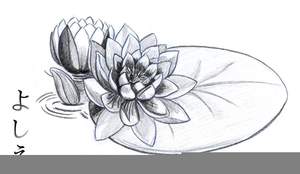 Lily Pad Clipart Black And White Image
