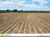 Field Drought Clipart Image