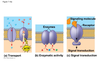 Enzymes Cell Membrane Image