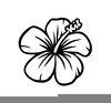 Hibiscus Clipart Black And White Image