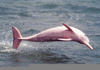 Endangered Pink Dolphins Image