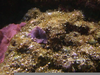 Saltwater Tank Algae Image