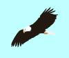 Soaring Eagle Clip Art