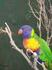 Bird Image