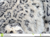 Snow Leopard Clipart Image