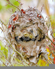 Hornets Nest Clipart Image