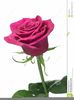 Single Pink Rose Clipart Image