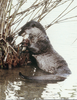 Japanese River Otter Image