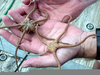 Green Basket Starfish Image