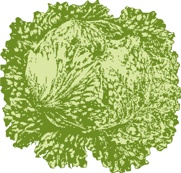 lettuce leaf clip art - photo #20
