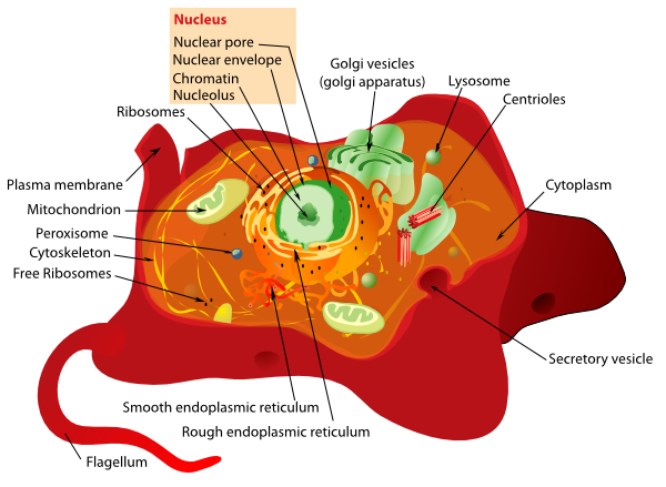 Animal Cell Diagram For Kids Labeled. plant and animal cell and