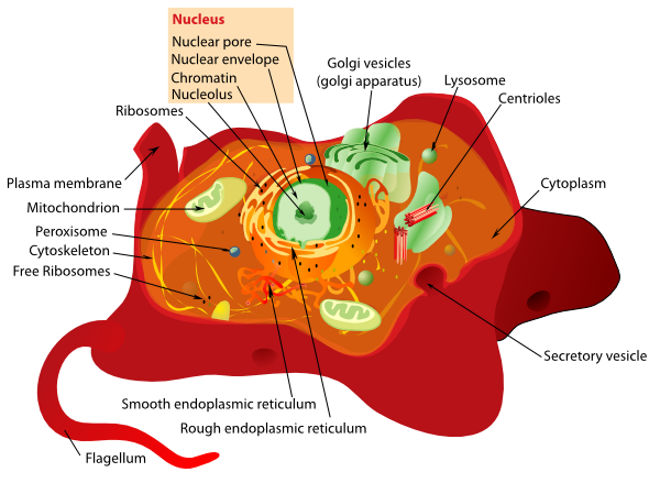 Animal Cell Structure · By: Mohamed Ibrahim 6.0/10 5 votes