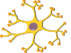 Neuron Interneuron Clip Art