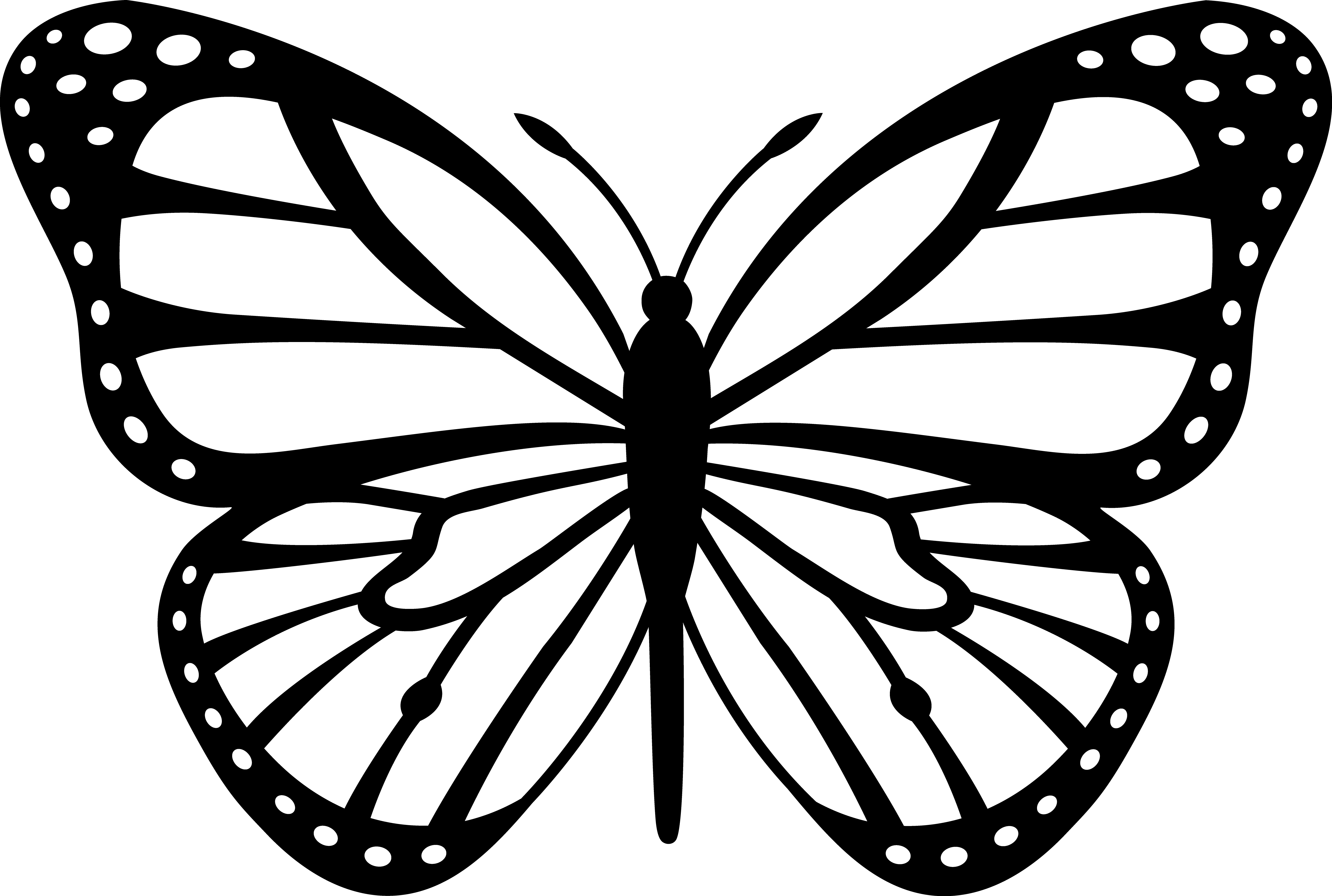 Black And White Butterfly Drawing