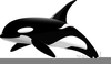 Orca Clipart Image