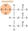 Phospholipid Diagram Simple Image