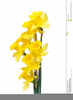 Narcissus Flower Clipart Image