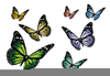 Butterfly Clipart Transparent Background Image