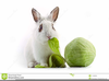Rabbit Breed Clipart Image
