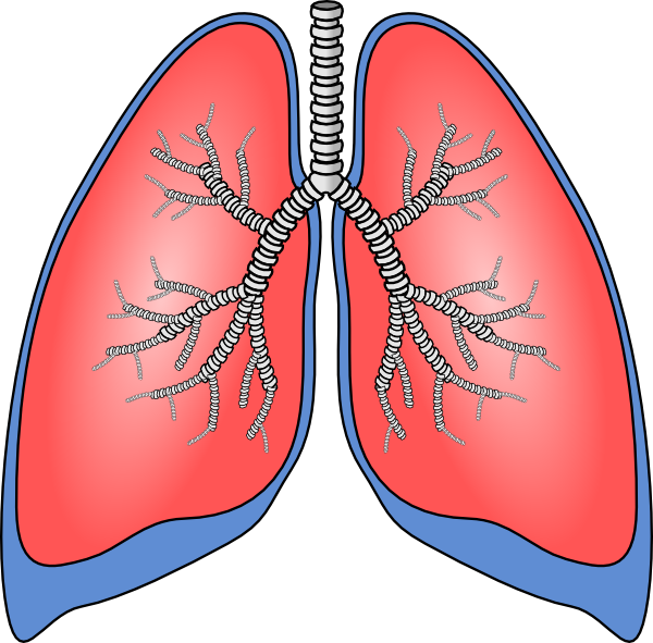 lungs clipart vector - photo #4