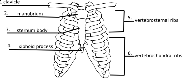 Answers Rib Cage Quiz Clip Art At Clker Com