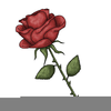 Free Rose Images Clipart Image