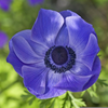 Purple Blue Texture Image
