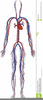 Circulatory System Clipart Free Image