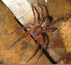 Guyana Forest Spider Image