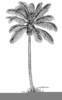 Clipart Palm Tree Black And White Image