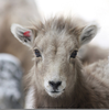 Catherine Sheep Horns Image