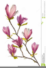 Magnolia Drawing Botanical Image