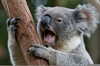 Koala South Africa Image