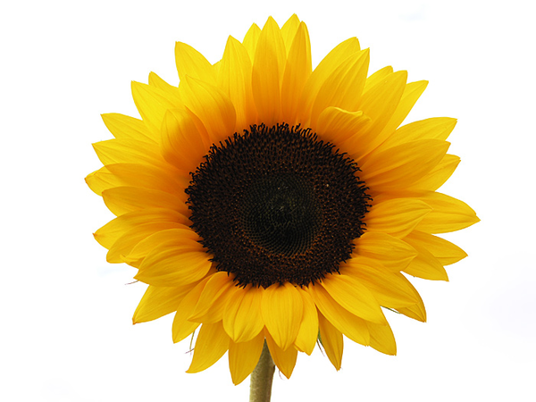 clipart sunflower pictures - photo #26