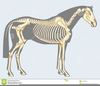 Anatomy Clipart Horse Image