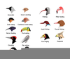 Birds Beaks Adaptations Image