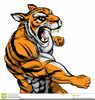 Mean Tiger Clipart Image