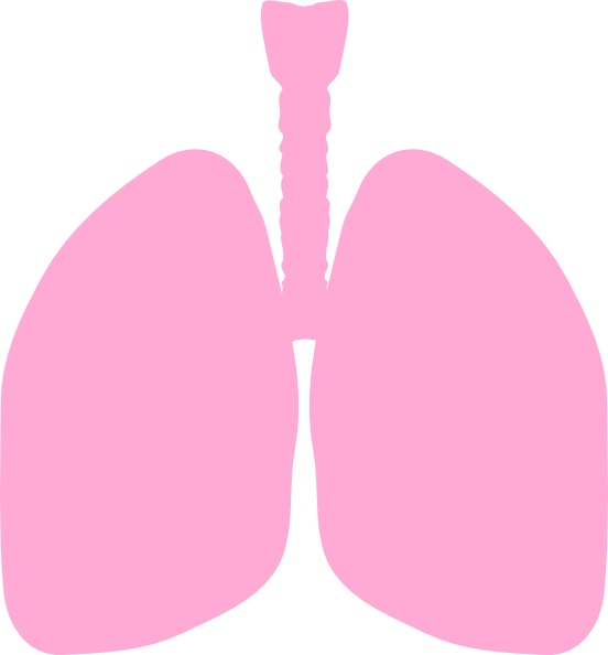 lungs clipart vector - photo #1