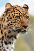 Leopard Head Image