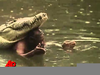 Crocodile Saves Man Image