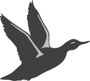 Black Duck Silhouette Taking Off Clip Art at Clker.com ...