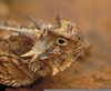 Horned Toad Clipart Image