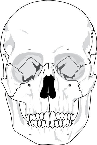 Human Skull clip art