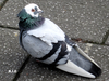 Cute Pigeon Image