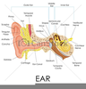 Ear Anatomy Clipart Image