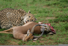 Cheetah Eating Elephant Image