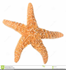 Star Clipart No Background Image